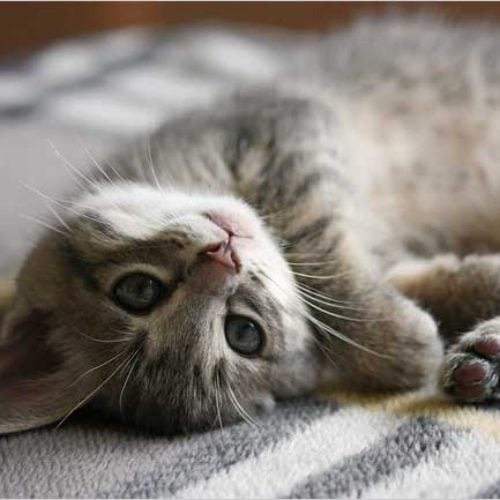 FLO CAT