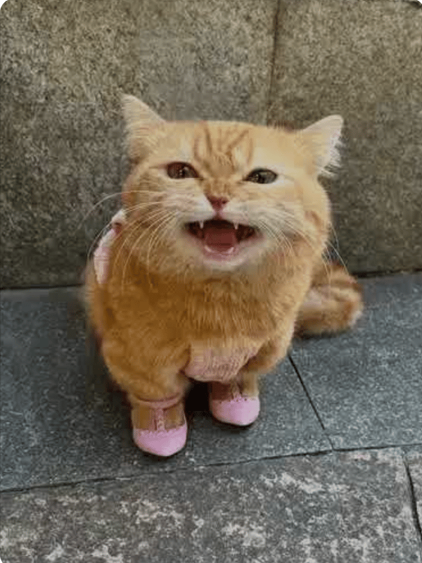 kitty